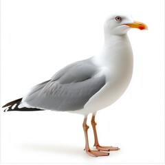 Fototapeta premium Grey and White Seagull on White Background