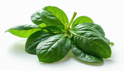 Fototapeta premium Spinach leaves closeup isolated on white background. Fresh green leaf plant based ingredient. Healthy diet food, raw salad, vegetarian nutrition, natural nourishment, cooking ingredient.