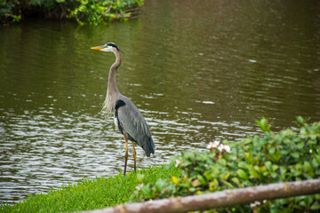 A Grey Heron near water at the Morikami Museum and Japanese Gardens in Delray Beach, Florida.