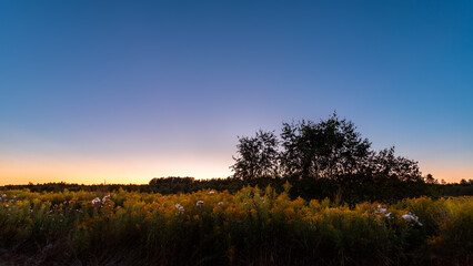 Fototapeta premium Summer sky sunset over forest. Nature, sky with clouds and trees.