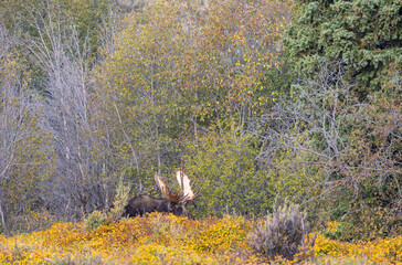 Bull Moose in the Rut in Autumn in Grand Teton National Park Wyoming