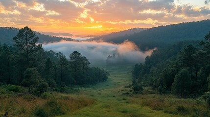 Fototapeta premium Foggy Forest 