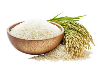 Raw white rice grains in wooden bowl next to fresh rice plant with golden grains and green stem on transparent background