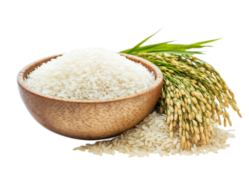 Raw white rice grains in wooden bowl next to fresh rice plant with golden grains and green stem on transparent background