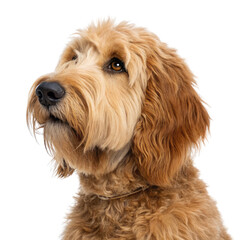 golden doodle dog isolated on transparent background