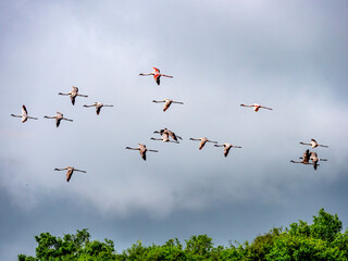 Flying lesser flamingos (Phoeniconaias minor) in Arusha National Park”.