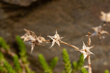 Star shaped seed pod of a Sedum acre, Biting Stonecrop