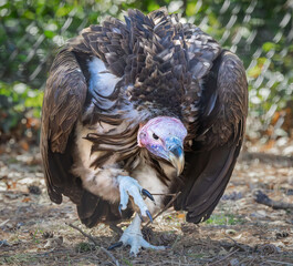 Lappet-faced or Nubian African Vulture on display at the zoo. One of the largest vultures across Africa with a 9-foot wingspan. Endangered populations decreasing due to habitat loss.