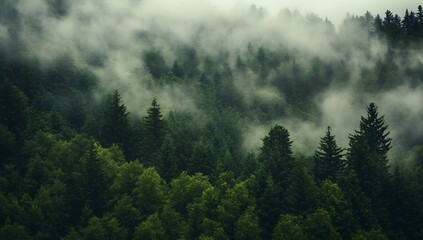 Enchanted forest scene with mist and lush greenery creating a magical and calm atmosphere : Generative AI