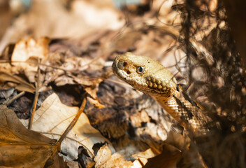 Timber Rattlesnakes at a zoo herpetarium found in the Eastern United States. Highly venomous and considered threatened and lives in woodlands next to streams and rocky outcrops.