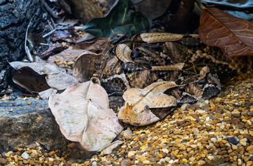 The Gaboon Viper in the leaf litter at a zoo herpetarium. Large and highly venomous the Gaboon Viper is found in the rainforests of sub-Saharan Africa.