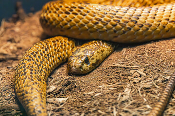 The Cape Cobra or Yellow Cobra at a herpetarium in the zoo. Native to South Africa is highly venomous and deadly if not treated quickly.