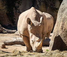Fototapeta premium Female Southern White Rhinoceros in a zoo habitat. In the wild, they range across South Africa as an endangered species due to poaching for their non-medicinal keratin horns.