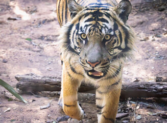 Male Sumatran Tiger roaming zoo habitat and grounds. The Sumatran Tiger is critically endangered the last of tiger species on the Sundras Islands in Indonesia. As few as 600 may be left in Sumatra.