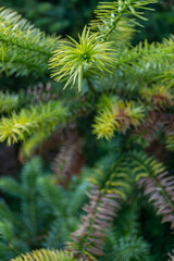 Close-up of a young conifer tree (Cunninghamia lanceolata)  with vibrant green needle-like leaves, showing fresh growth on branches in a dense forest setting.
