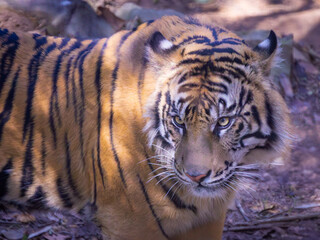 Male Sumatran Tiger posing for zoo goers. With as few as 600 left on the island of Sumatra in Indonesia, they are the smallest tiger species which are critically endangered. 