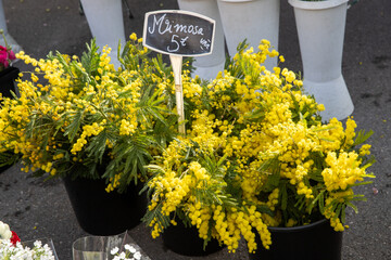Marché de produits frais. Mimosa en fleurs.