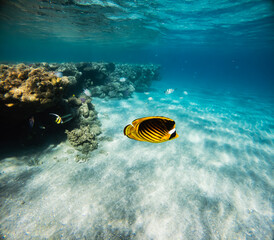 Underwater view of coral reef with tropical fish, Red Sea, Egypt.