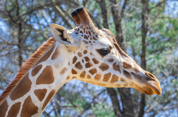 The reticulated Giraffe at the zoo is native to Northern Kenya and can stand up to 17 feet tall. The Giraffe has seven bones on its neck same as the human neck but a giraffe's neck can be 8 feet long.