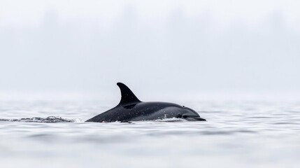 Naklejka premium Dolphin Swimming in Foggy Ocean Water