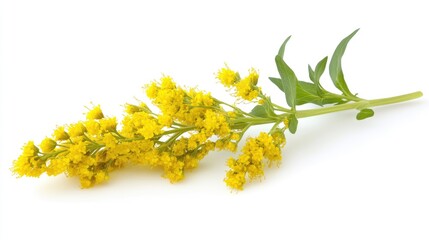 A glowing goldenrod flower is arranged flat, its small clustered blooms bright, with a green stem and leaves on white.
