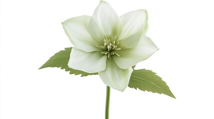 A pale green hellebore is placed flat, its cup-shaped petals soft, with a strong green stem and leaves on white.