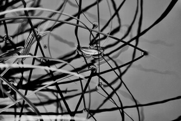 Weeping marsh grasses overhanging the black water