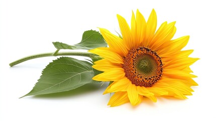 Obraz premium A single bright sunflower is laid flat, its golden petals radiating, with its green stem and leaves spread out on a white background. -