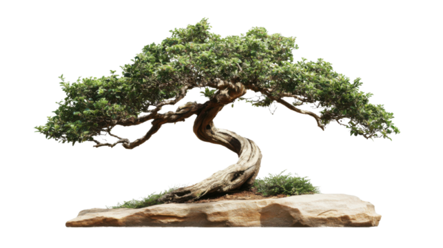 Bonsai tree growing on a rock with transparent background