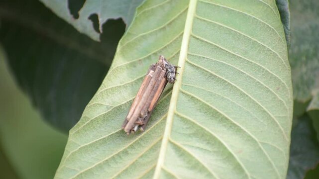 The bagworm caterpillar covers itself with pieces of wood for protection.