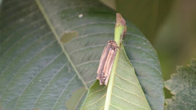 The bagworm caterpillar covers itself with pieces of wood for protection.