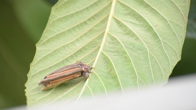 The bagworm caterpillar covers itself with pieces of wood for protection.