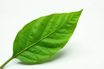 Obraz premium Single vibrant green cocoa leaf, pristine white backdrop, green, bright, natural