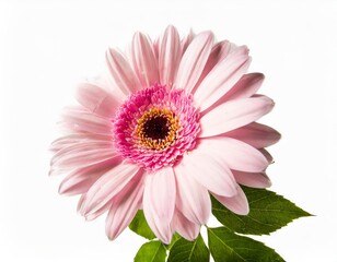 Delicate Pink Flower Isolated on a White Background