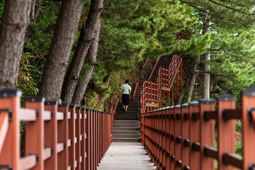 Fototapeta premium wooden promenade in the forest