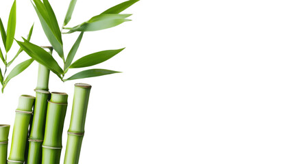 Green bamboo stalks and leaves growing on transparent background