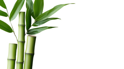 Naklejka premium Green bamboo stalks and leaves on transparent background