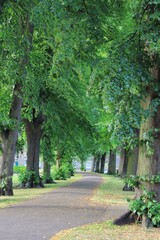A peaceful tree-lined pathway in a lush green park, inviting a relaxing walk. The merging paths...