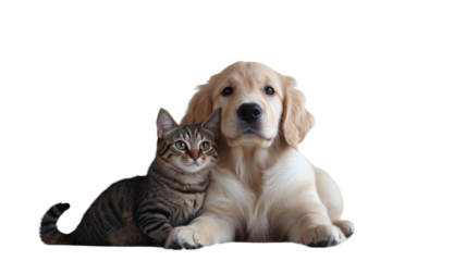 Golden retriever puppy and tabby cat posing together on transparent background