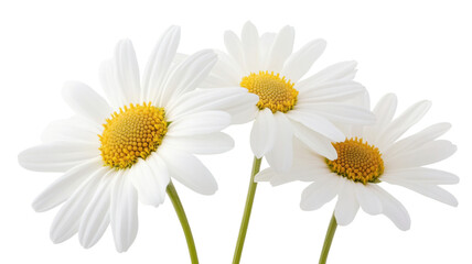 Three vibrant daisies blooming with transparent background