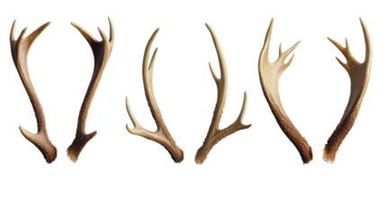 Deer antlers showing different shapes on transparent background