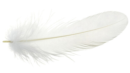 Obraz premium Single white feather floating on transparent background