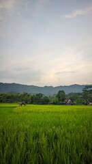 rice field at sunset