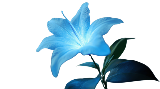 Glowing blue lily flower with transparent background: perfect for digital art