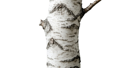 Naklejka premium White birch tree trunk with small branch on transparent background