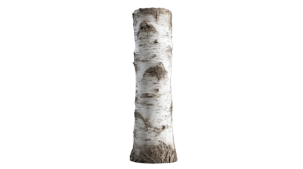 Birch trunk standing tall on transparent background