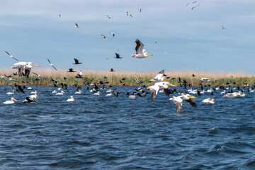 great pelicans ( pelecanus onocrotalus ) flying in danube delta