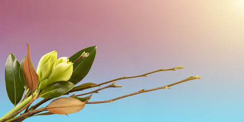 Stylish spring bouquet with branches and leaves of magnolia and amaryllis flower on a blue and pink gradient background. Spring flower arrangement, greeting card.
