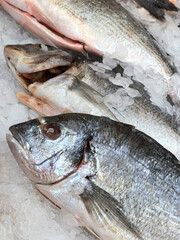 Fresh catch on ice showcasing the beauty of marine life in a market