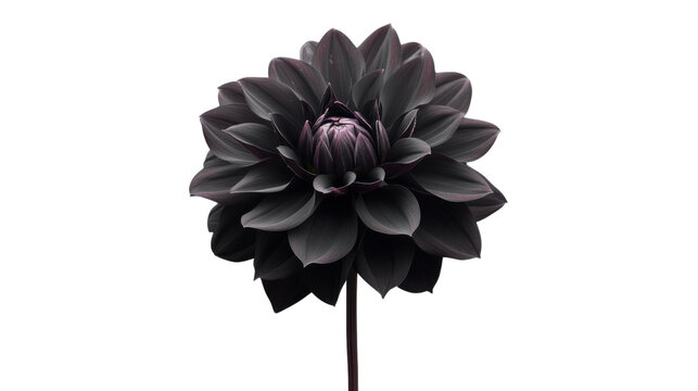 Қынаптағы өрт